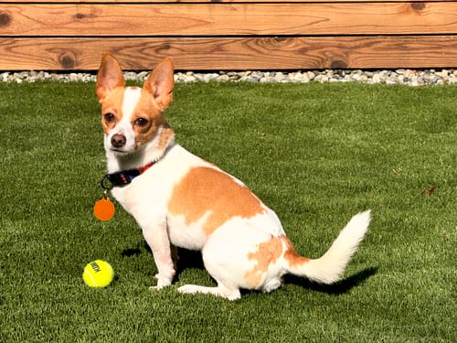 Photo of Roadie, adoptable Chihuahua in Bellevue, Washington