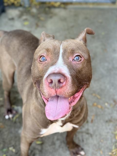 Photo of Mateo, adoptable American Pit Bull Terrier in Chicago, Illinois