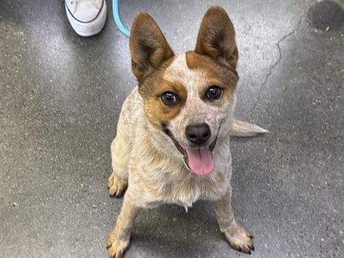 Photo of Pebbles, adoptable Australian Cattle Dog/Blue Heeler in Redwood City, California