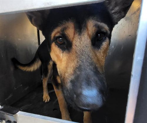 Photo of Buck, adoptable German Shepherd Dog in San Antonio, Texas