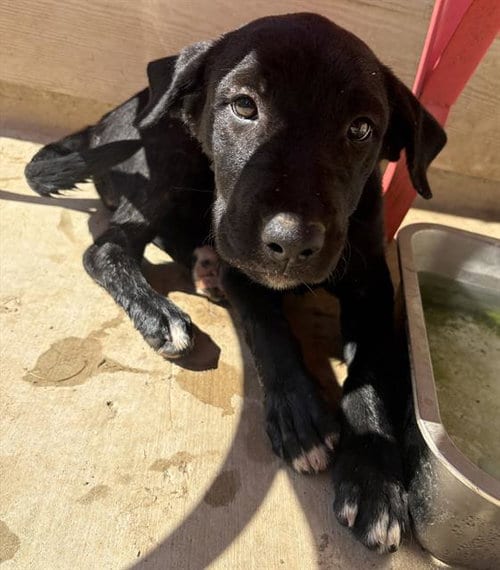 Photo of Luna, adoptable Labrador Retriever in San Antonio, Texas