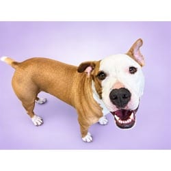 Photo of Milo, adoptable Boxer in Ft Lauderdale, Florida