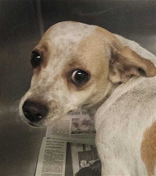 Photo of Mamas, adoptable Chihuahua in Los Angeles, California
