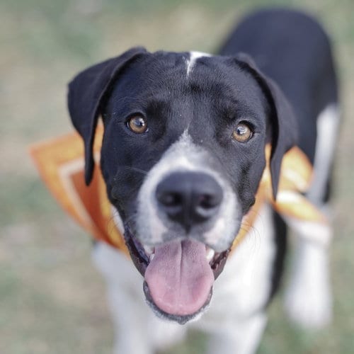 Photo of Leo, adoptable American Staffordshire Terrier in San Antonio, Texas