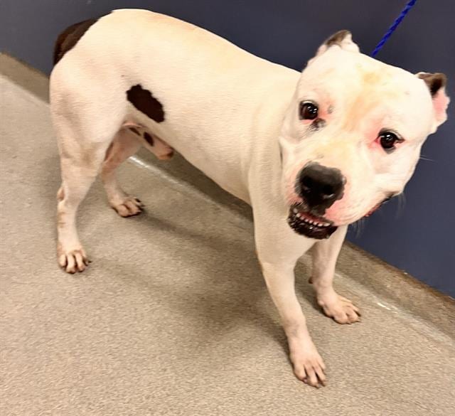 Photo of Peter, adoptable American Bulldog in Miami, Florida