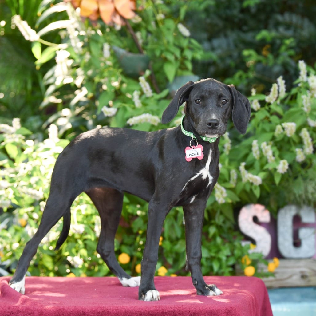 Photo of Pickle, adoptable Hound in Wake Forest, North Carolina