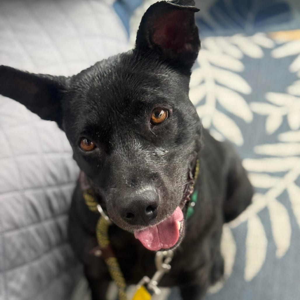 Photo of Mae, adoptable Mixed Breed (Medium) in Greensboro, North Carolina