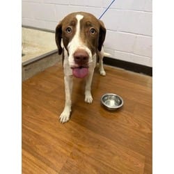 Photo of Edna, adoptable Mixed Breed (Medium) in Baton Rouge, Louisiana