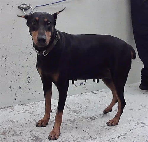 Photo of Cici, adoptable Doberman Pinscher in Houston, Texas