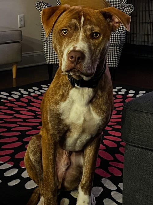 Photo of Coco, adoptable American Staffordshire Terrier in Tarrytown, Georgia