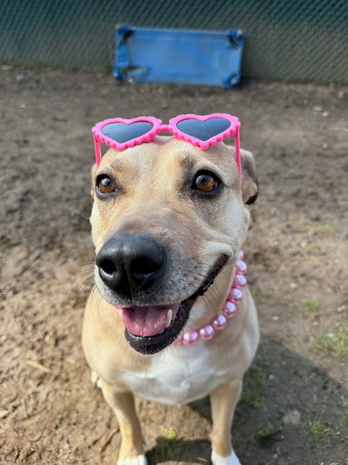 Photo of Maggie Moo, adoptable American Staffordshire Terrier in Brewster, New York