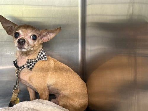 Photo of Deebo, adoptable Chihuahua in Grand Prairie, Texas