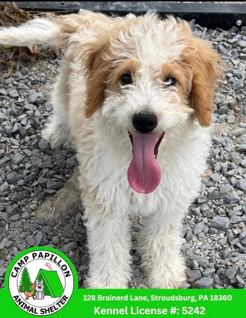 Photo of Gordy, adoptable Poodle (Miniature) in Stroudsburg, Pennsylvania