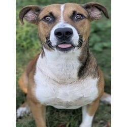 Photo of Pudding, adoptable Hound (Unknown Type) in Texas City, Texas