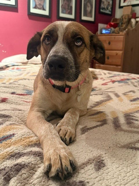 Photo of Miwa, adoptable Shepherd in Salt Lake City, Utah