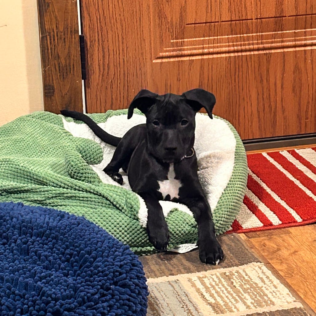 Photo of Piper, adoptable Mixed Breed (Medium) / Mixed Breed (Medium) in Alma, Wisconsin