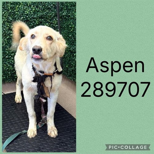 Photo of Aspen, adoptable Labrador Retriever in Macon, Georgia
