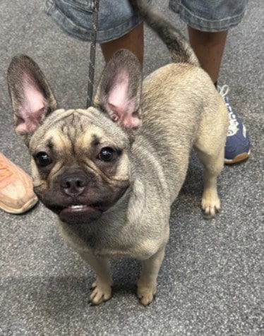 Photo of Jelly, adoptable French Bulldog in Los Angeles, California