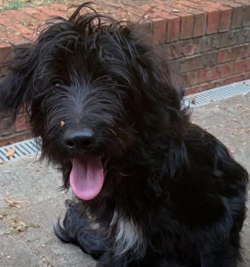 Photo of Onyx, adoptable Labrador Retriever in Brooklyn, New York