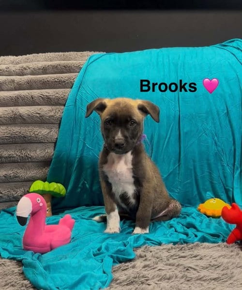Photo of Brooks, adoptable Cattle Dog in Turlock, California
