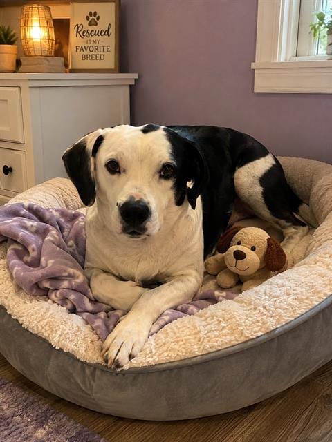 Photo of Shadow, adoptable Dalmatian in Globe, Arizona