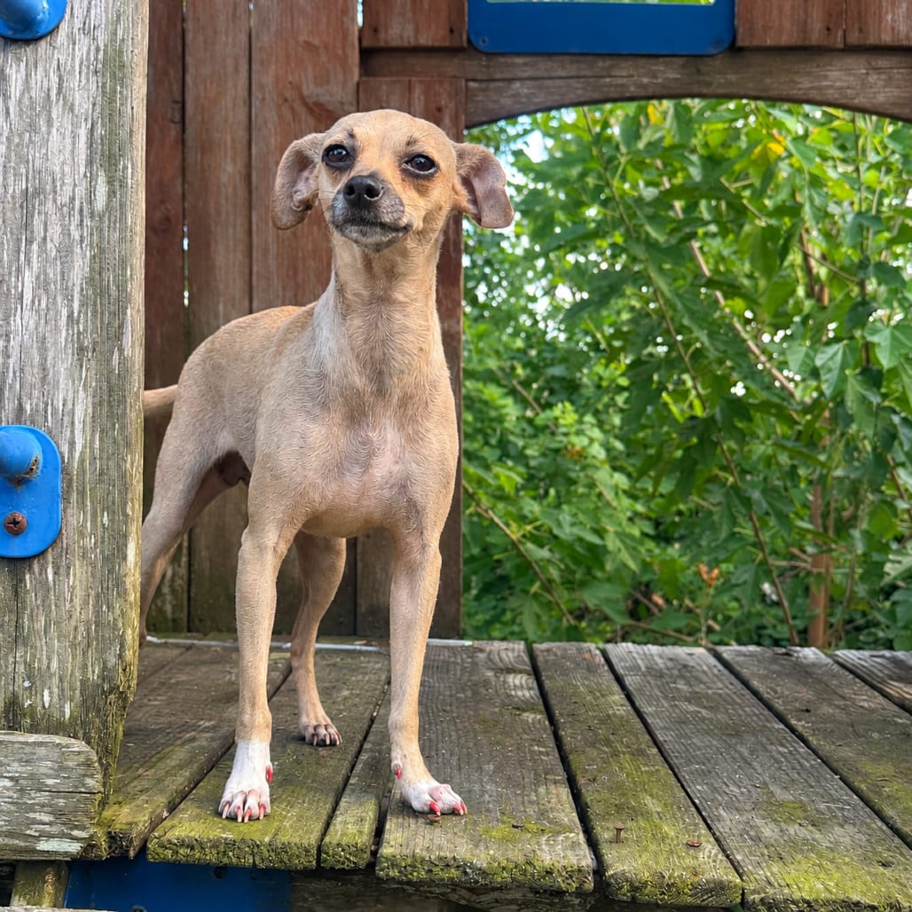 Photo of Doris D12446, adoptable Chihuahua, Short Coat / Greyhound, Italian in Princeton area, Minnesota