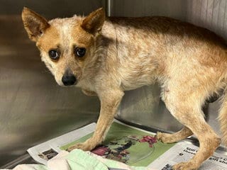 Photo of Copper, adoptable Australian Cattle Dog/Blue Heeler in San Pedro, California