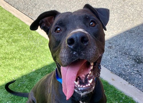 Photo of Akumaru, adoptable Pit Bull Terrier in Moreno Valley, California