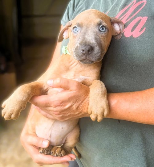 Photo of Swift, adoptable Unknown breed (short coat) in Jackson, Mississippi