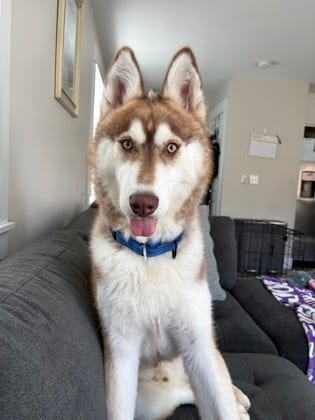 Photo of Mango, adoptable Alaskan Husky/Mix in Auburn, Washington