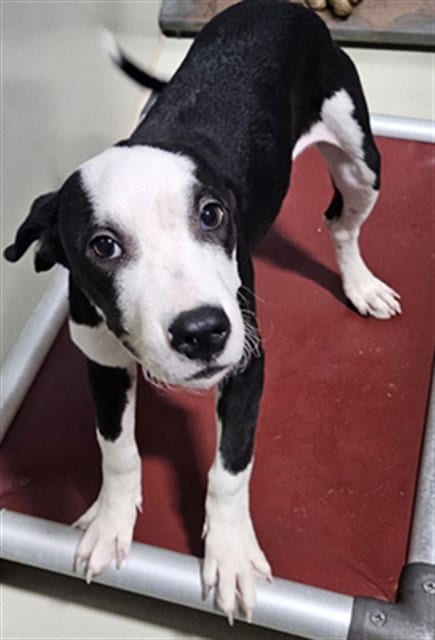 Photo of Bessie, adoptable Pit Bull Terrier in Bakersfield, California