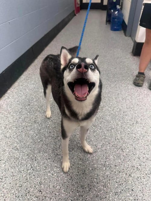 Photo of Shadow, adoptable Husky in Front Royal, Virginia