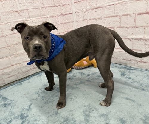 Photo of Abagor, adoptable Pit Bull Terrier in Detroit, Michigan