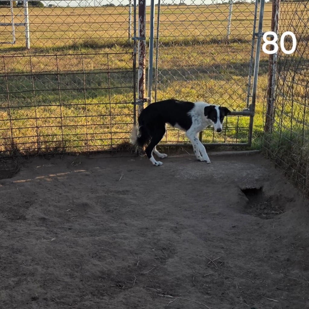 Photo of Heartland No. 80, adoptable Border Collie in Texas