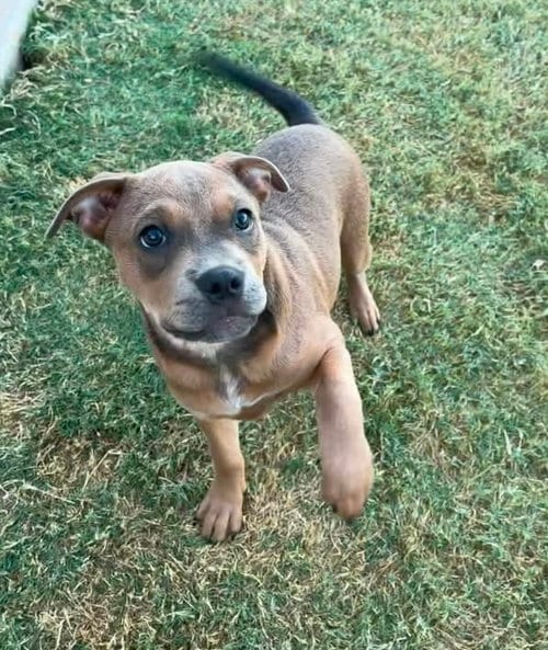 Photo of Daisy, adoptable Pit Bull Terrier in OKLAHOMA CITY, Oklahoma