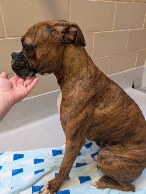 Photo of Santos, adoptable Boxer in Austin, Texas