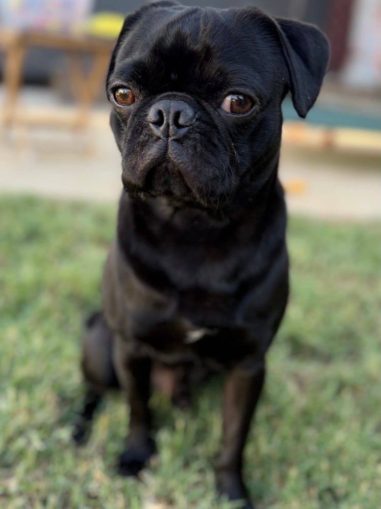 Photo of Oreo, adoptable Pug in Beaumont, California