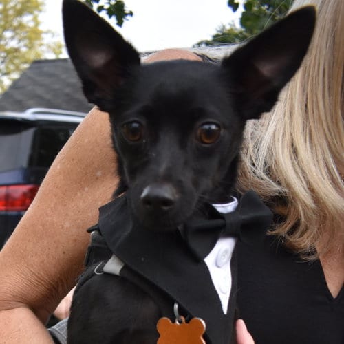 Photo of Paco, adoptable Chihuahua in Normal, Illinois