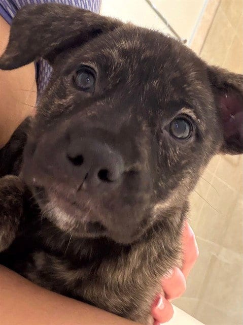 Photo of Kitkat, adoptable American Pit Bull Terrier in Oklahoma City, Oklahoma