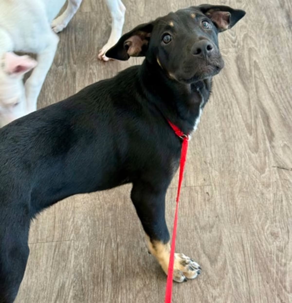 Photo of Arthur, adoptable Pointer in DOWNERS GROVE, Illinois
