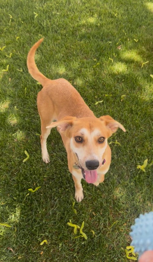 Photo of Willow, adoptable Labrador Retriever in Salt Lake City, Utah