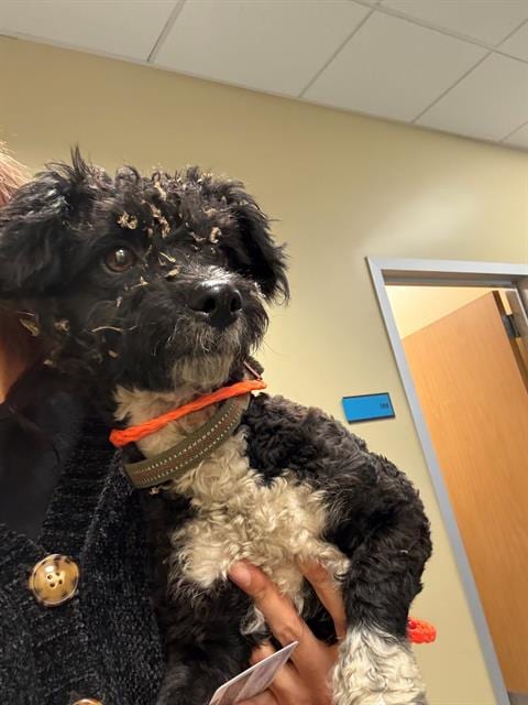 Photo of Troy, adoptable Poodle (Toy) in Orange, California