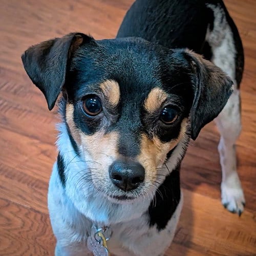 Photo of Mika (MI), adoptable Rat Terrier in Atlanta, Georgia