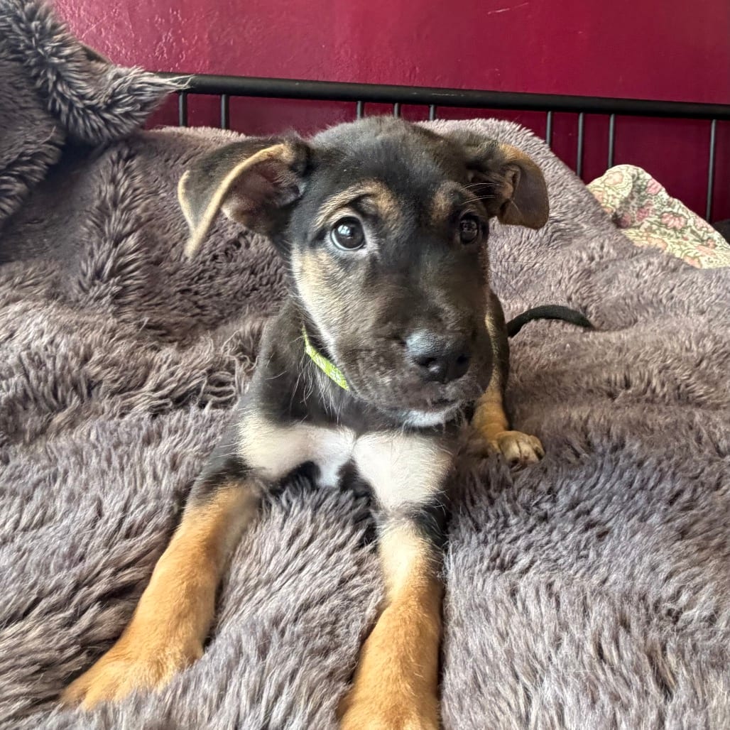 Photo of Logan, adoptable Mixed Breed (Medium) in San Francisco, California