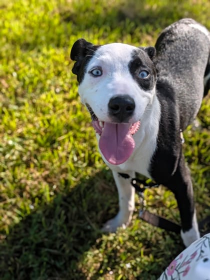 Photo of Shuffle, adoptable Mixed Breed in New Orleans, Louisiana