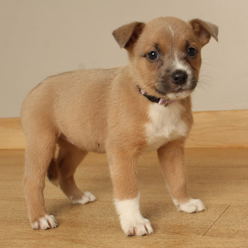 Photo of Broomstick D71373, adoptable Terrier, American Pit Bull in Minnesota, Minnesota