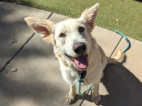 Photo of Hallow, adoptable Golden Retriever in Phoenix, Arizona