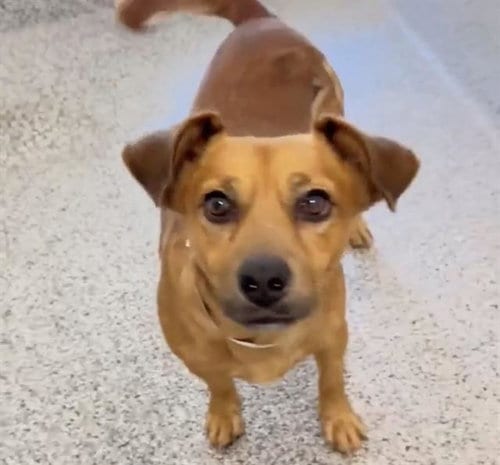 Photo of Archie, adoptable Chihuahua in Houston, Texas