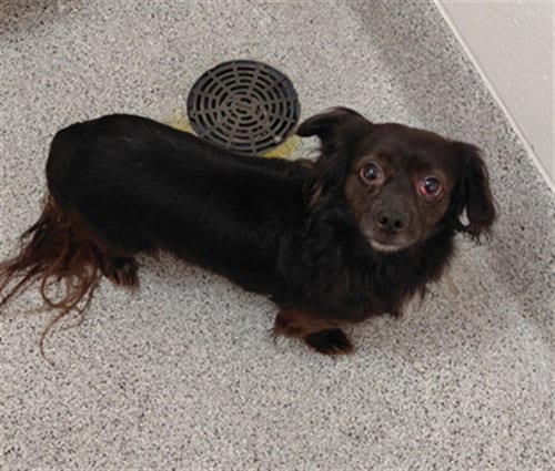 Photo of A662152, adoptable Cavalier King Charles Spaniel in Houston, Texas