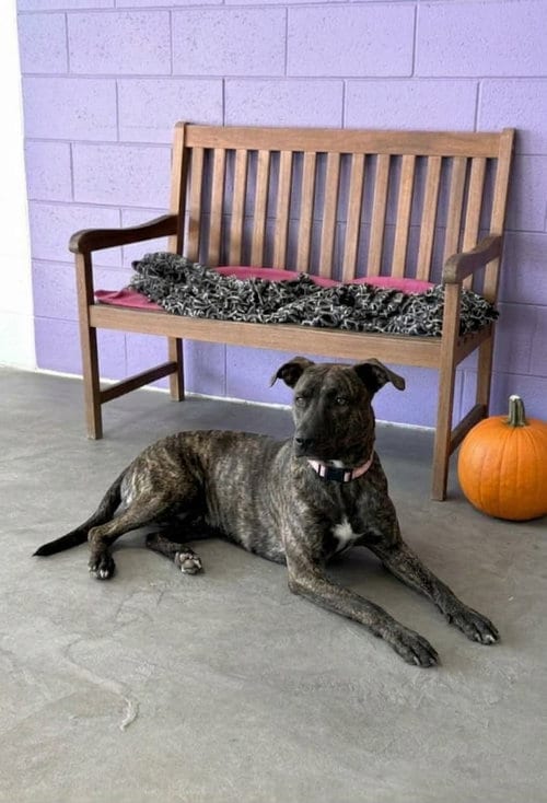 Photo of Nibbles, adoptable Labrador Retriever in Genesee, Wisconsin